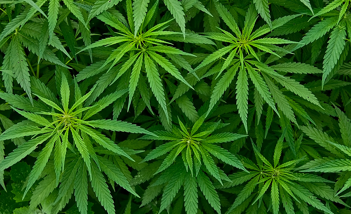 Abbildung von mehreren Cannabis-Pflanzen.
