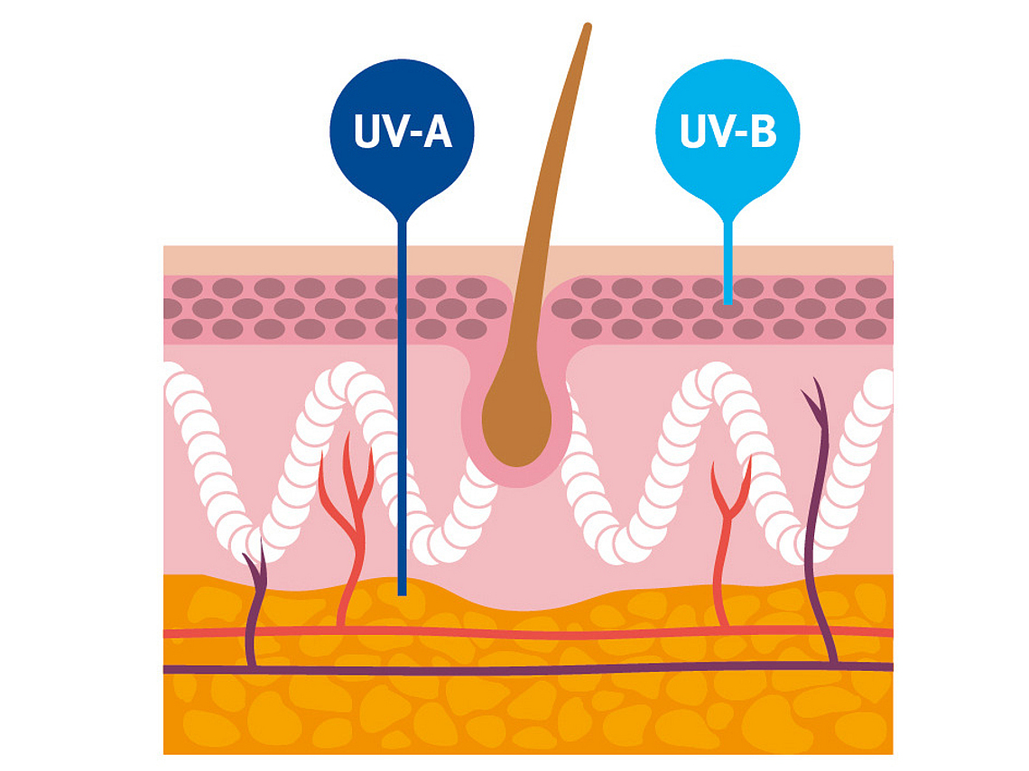 Illustration einer Haut die zeigt, wie UV-A und UV-B-Strahlung in welcher Hautschicht wirkt.
