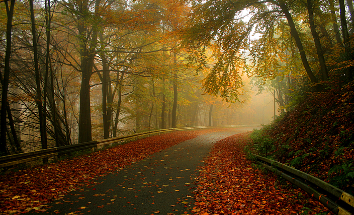Straße im Herbst mit nassem Laub.
