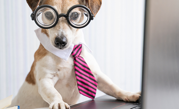 Ein Hund sitzt mit einer Brille an einem Laptop.