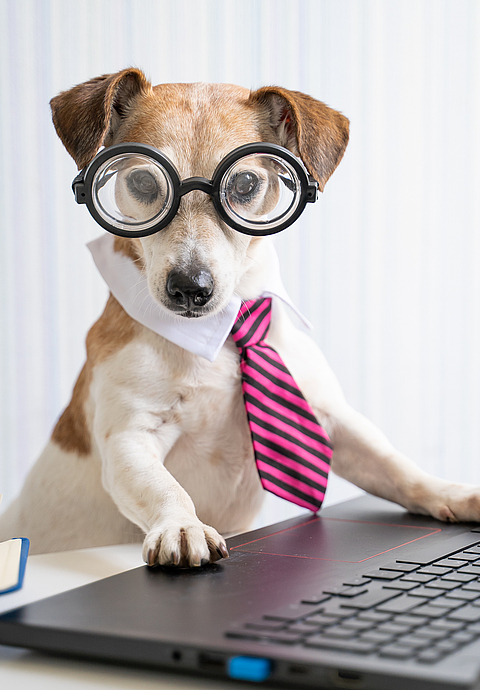 Ein Hund sitzt mit einer Brille an einem Laptop. 